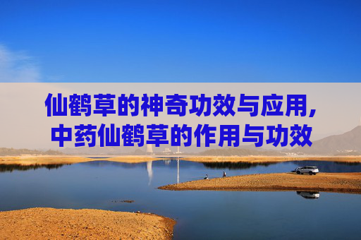 仙鹤草的神奇功效与应用,中药仙鹤草的作用与功效