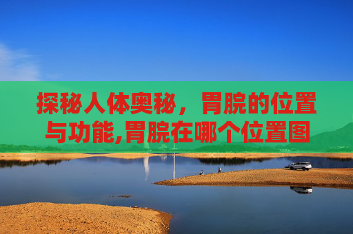 探秘人体奥秘，胃脘的位置与功能,胃脘在哪个位置图