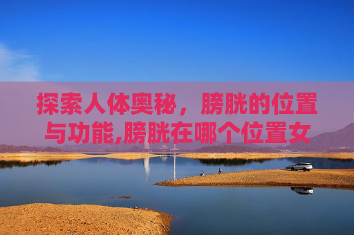 探索人体奥秘，膀胱的位置与功能,膀胱在哪个位置女性