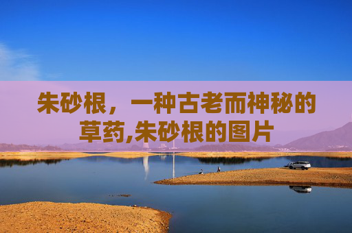 朱砂根，一种古老而神秘的草药,朱砂根的图片