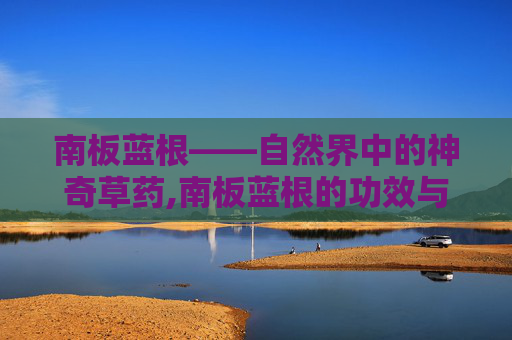 南板蓝根——自然界中的神奇草药,南板蓝根的功效与作用