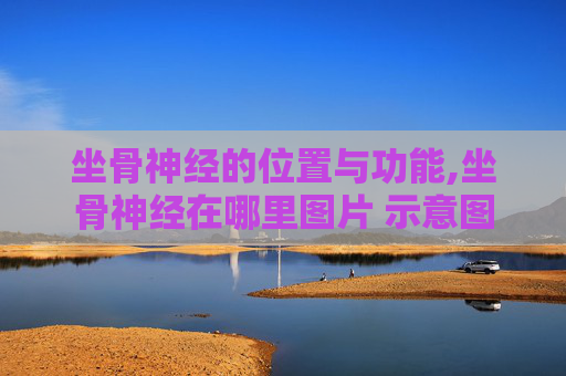 坐骨神经的位置与功能,坐骨神经在哪里图片 示意图