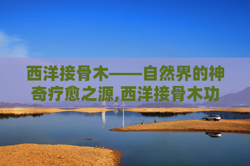 西洋接骨木——自然界的神奇疗愈之源,西洋接骨木功效与作用