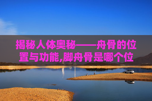 揭秘人体奥秘——舟骨的位置与功能,脚舟骨是哪个位置图片