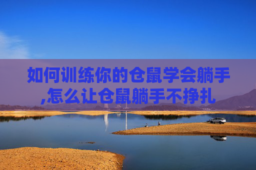 如何训练你的仓鼠学会躺手,怎么让仓鼠躺手不挣扎