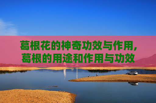 葛根花的神奇功效与作用,葛根的用途和作用与功效