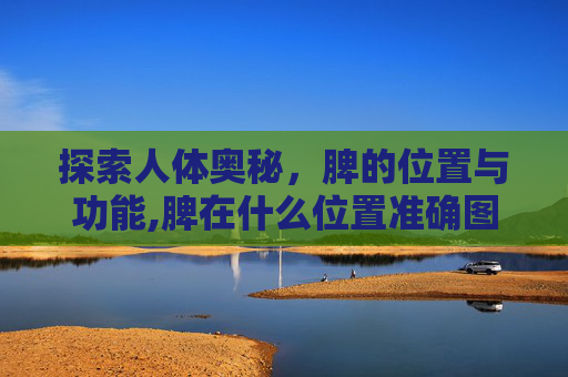 探索人体奥秘，脾的位置与功能,脾在什么位置准确图