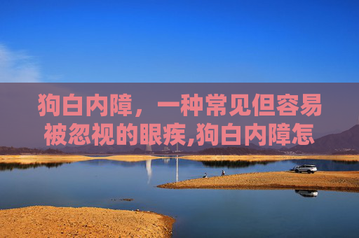 狗白内障，一种常见但容易被忽视的眼疾,狗白内障怎么治
