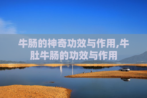 牛肠的神奇功效与作用,牛肚牛肠的功效与作用
