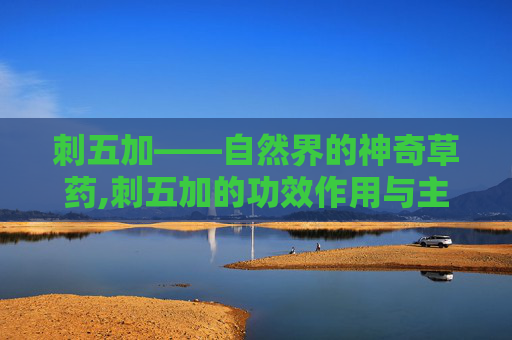 刺五加——自然界的神奇草药,刺五加的功效作用与主治